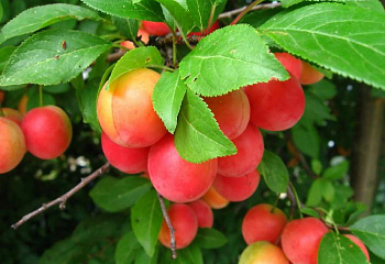 Сливово-вишневый гибрид Prunus domestica х cerasus Пчелка