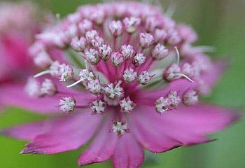 Астранция  Astrantia  Ruby Cloud 