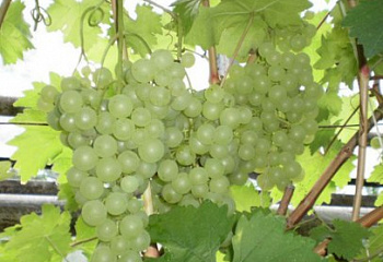 Виноград плодовый Vitis vinifera Liepājas Dzintars