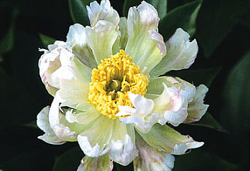 Пион Green Lotus 