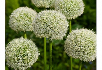 Декоративный лук или Аллиум Allium White Giant 