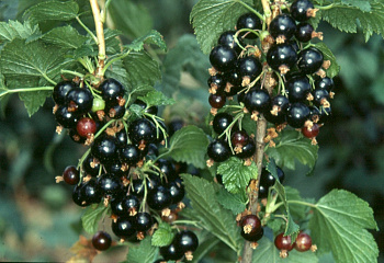 смородина черная Lakstona Джайнт