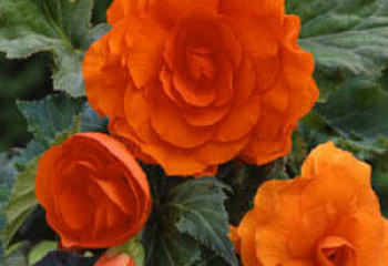 фото: Бегония клубневая Orange Бегония клубневая Orange