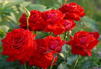 Роза Rósa Glad Tidings 