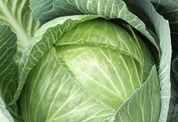 Капуста кочанная Cabbage Skiff 