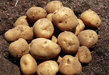 Картофель Potato Valiza 