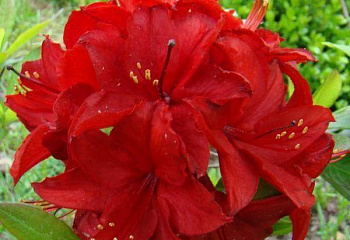 Азалия (рододендрон листопадный) Azalea Nabucco 