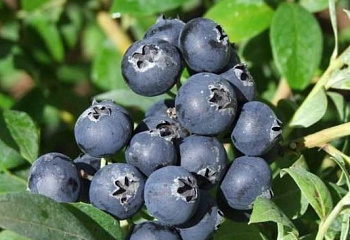 Голубика высокорослая Vaccínium uliginósum Bluejay
