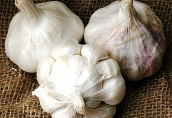 Чеснок Garlic Early Italian 