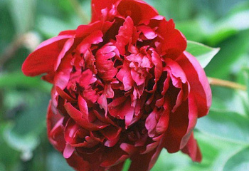 фото: Пион Auten's Red Пион Auten's Red