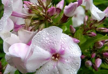 Флокс Phlox Augustschneekuppel 