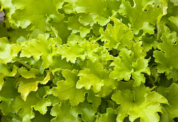 Гейхера  Heuchera Lime Marmalade 