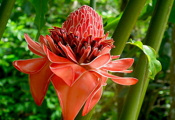 Протея или Сахарный кустарник Protea Red Beauty 