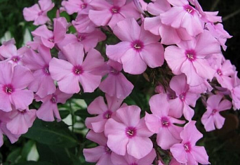 Флокс Phlox Flamingo 