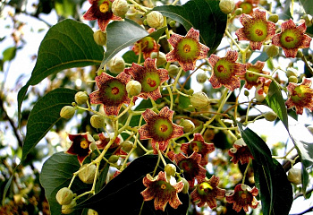 Брахихитон разнолистный  или Бутылочное дерево  Brachychiton populneus  
