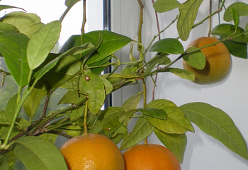 Апельсиновое дерево Orange Tree Hamlin 