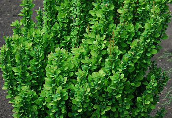 Барбарис Тунберга Berberis thunbergii Erecta 