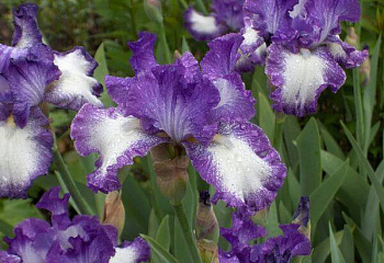 Ирис Íris Jesses Song 