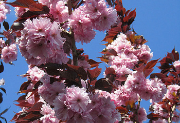Вишня - сакура Prunus serrulata Royal Burgundy 