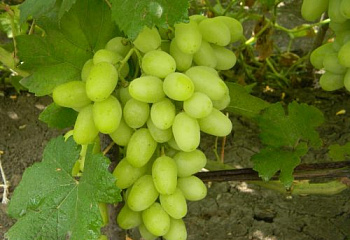 Виноград плодовый Vitis vinifera Ландыш