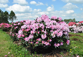 Рододендрон Silbrwolke 