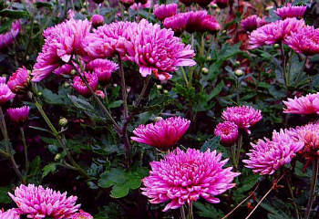 Хризантема Chrysanthemum Royal Purple 