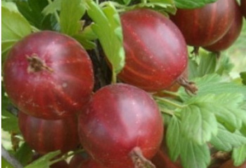Крыжовник Ríbes úva-críspa Grand