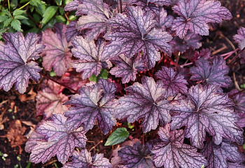 Гейхера  Heuchera Blackberry Jam 