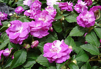 Бальзамин  Impatiens Candy Violet 