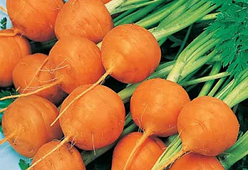 Морковь Carrot Round 