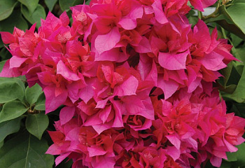 Бугенвиллия или Бумажный цветок  Bougainvillea Double Red 
