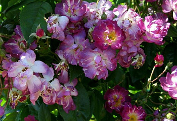 Роза Rósa Veilchenblau 