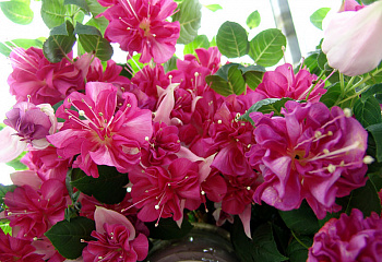 Фуксия Fuchsia Bella Rosella 