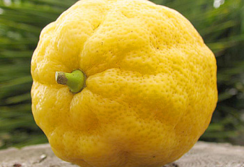 Лимон Citrus limon Nine Pounder 