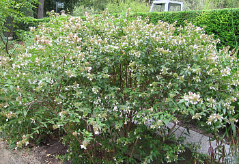 Абелия крупноцветковая  Abelia grandiflora 