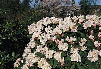 Рододендрон Jacksonii 