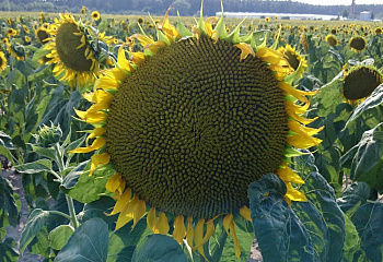 Подсолнечник Sunflower Pioneer 