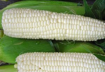 Кукуруза Sweetcorn Stowells Evergreen Sweet Corn 