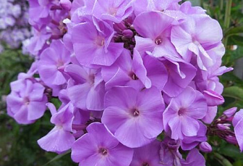 Флокс Phlox Caroline van der Berg 