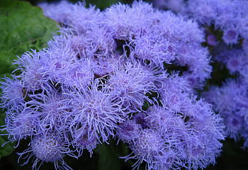 Агератум или Долгоцветка Ageratum Blue Perfection 
