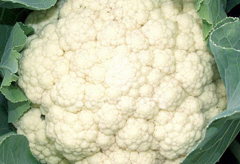 Капуста цветная Cauliflower Unibotra 