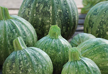 Тыква Squash Ronde De Nice Squash 