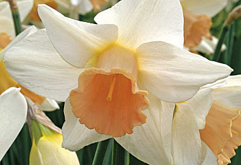 Нарцисс Narcissus Parisienne 