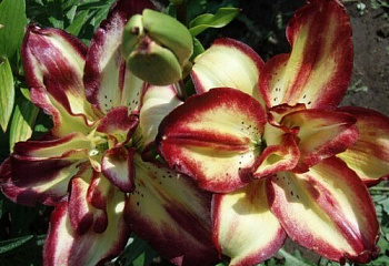 Лилия Lílium Double Sensation 
