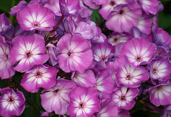 Флокс Phlox Andre 