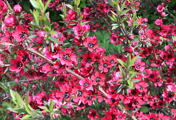 Лептоспермум или Чайное дерево  Leptospermum Red Ensign 