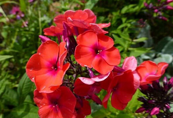 Флокс Phlox Coquelicot 