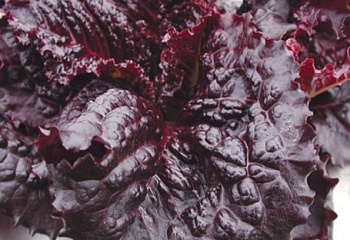 Салат Lettuce Rouge d'Hiver 