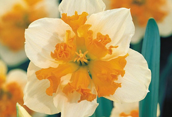 Нарцисс Narcissus Orangery 