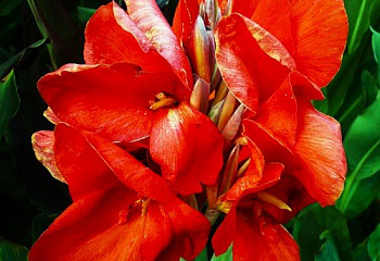 Канна Canna Waldersee 